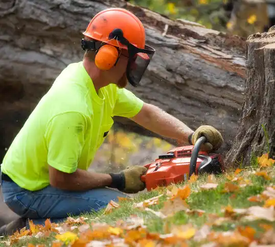 tree services Wayne